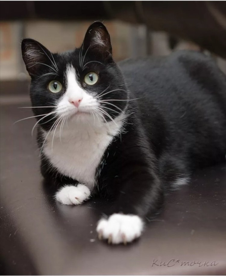 Бомбейская кошка