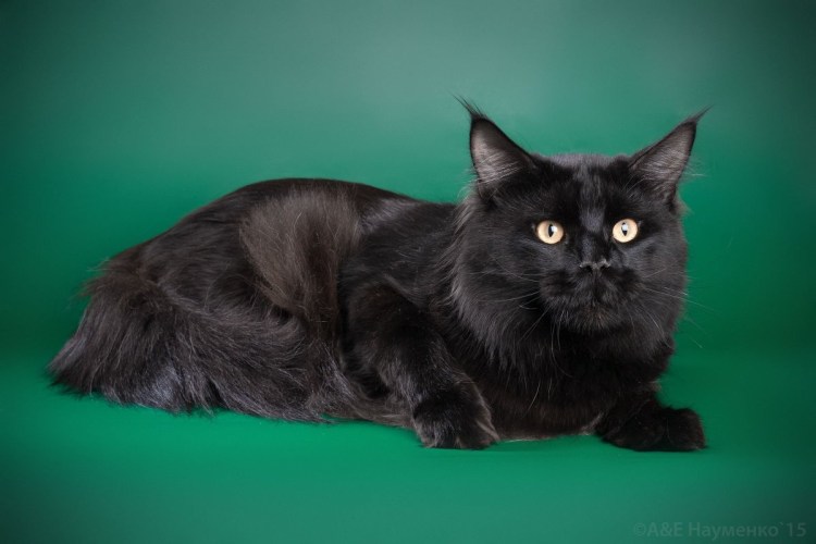 Сервал меланист