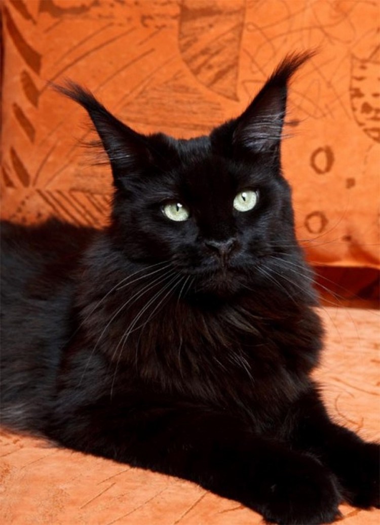 Черный биколор Мейн кун