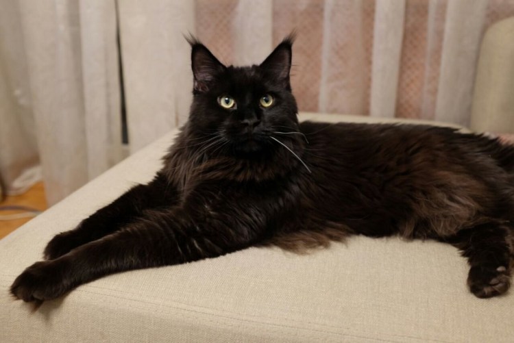 Мейн кун черный Солид