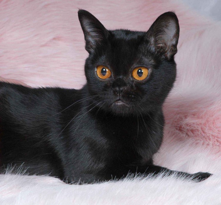 Сибирская длинношерстная кошка черная