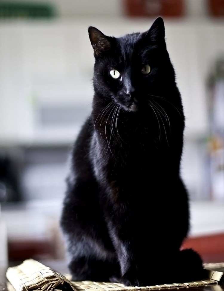 Порода кошек Бомбейская кошка