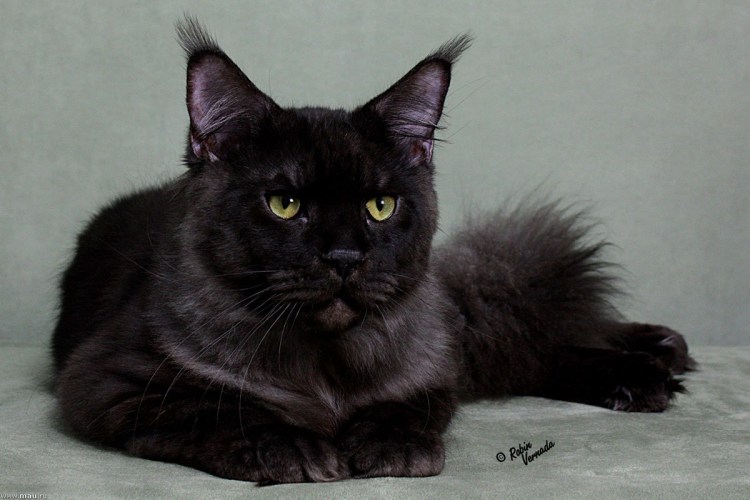 Черная кошка Мейн кун