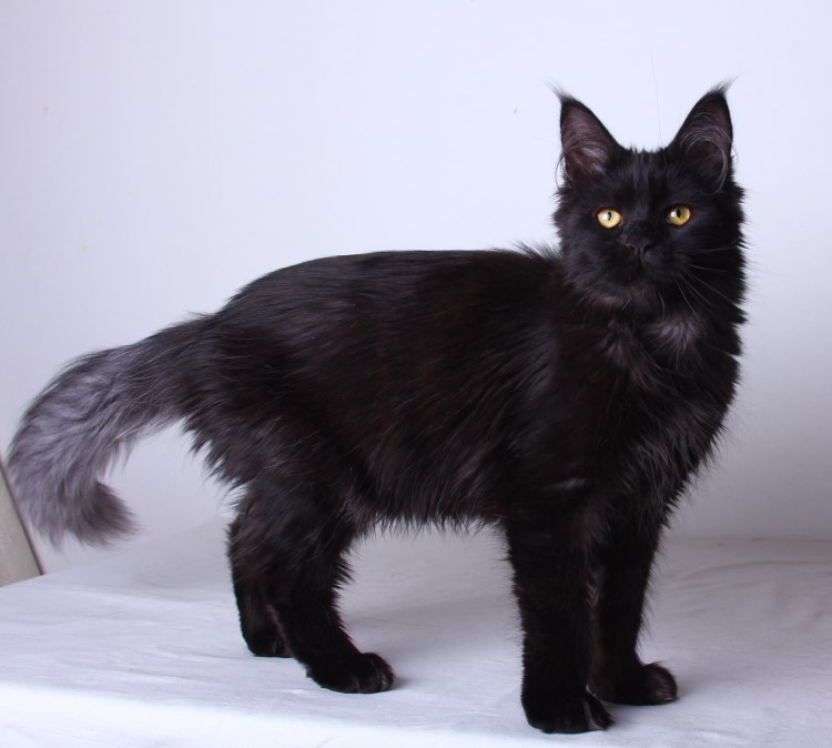 Британская прямоухая кошка черная