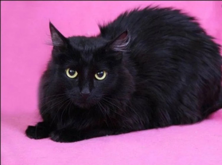 Шотландский страйт черный