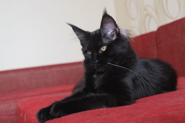 Британец гладкошерстный черный