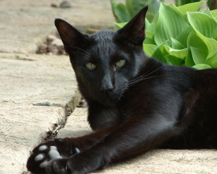 Курильский бобтейл черный