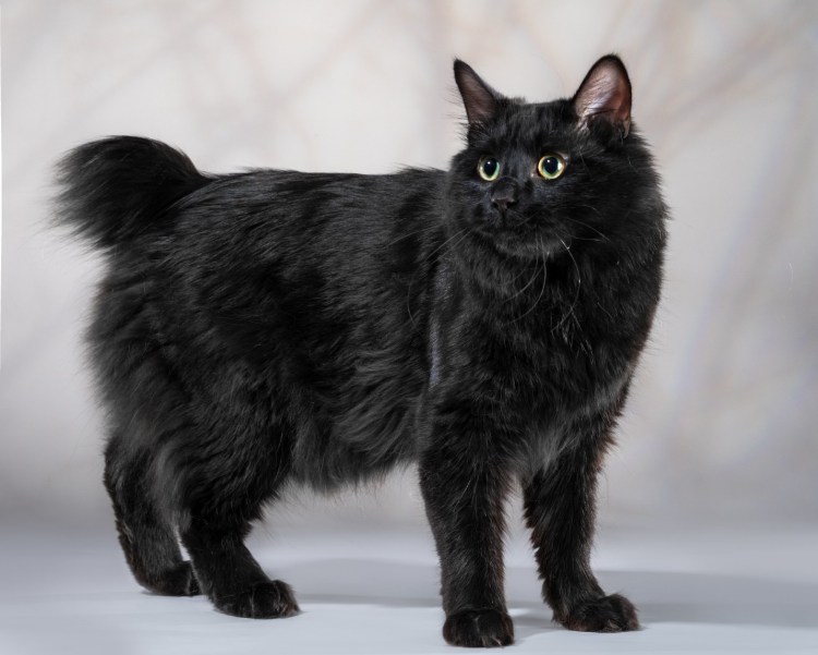 Бомбейская кошка