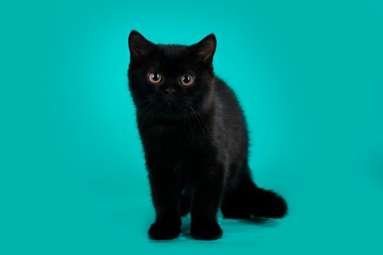 Мейн кун Сибирский черный