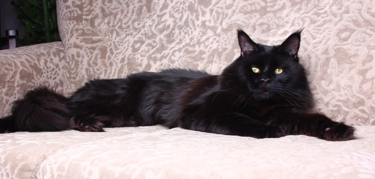 Британские коты интересные факты