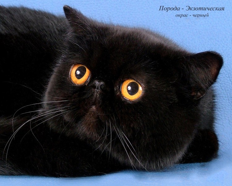 Охос азулес кошка черная