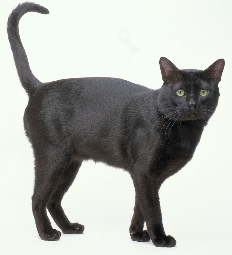 Мейн кун Сибирский черный