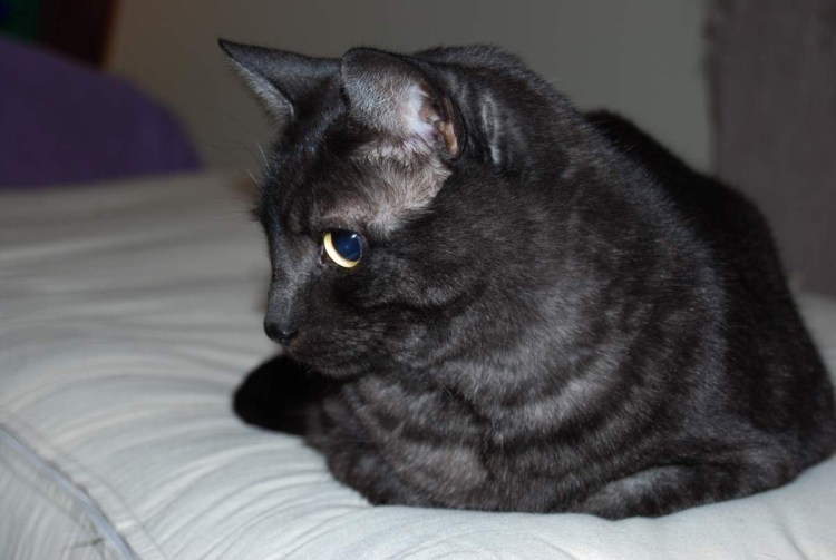 Бомбейская кошка