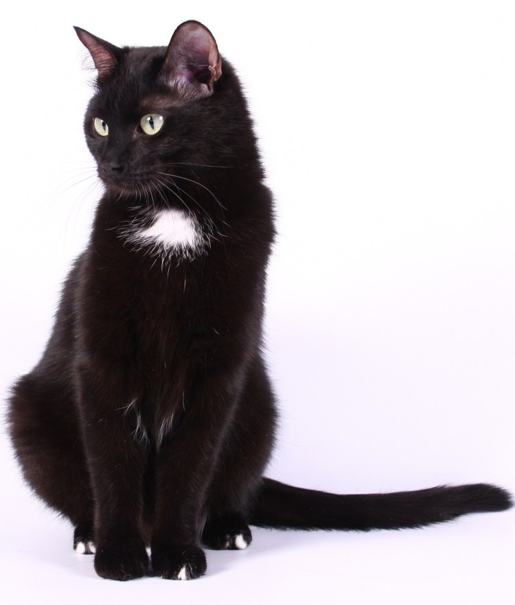 Бомбейская кошка черно белая