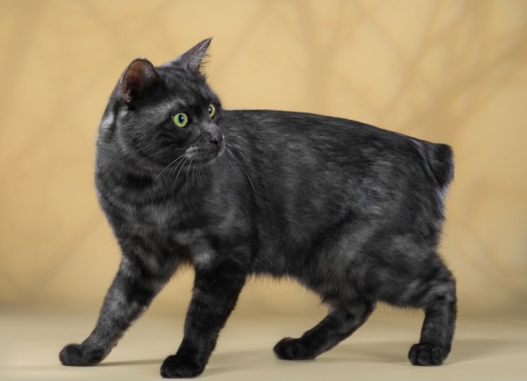 Чёрная кошка порода Бомбейская