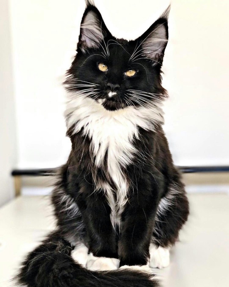 Британец кошка черная