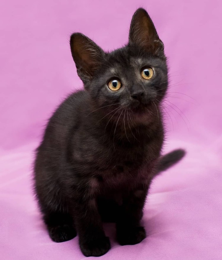 Чёрный Мейн кун взрослая кошка