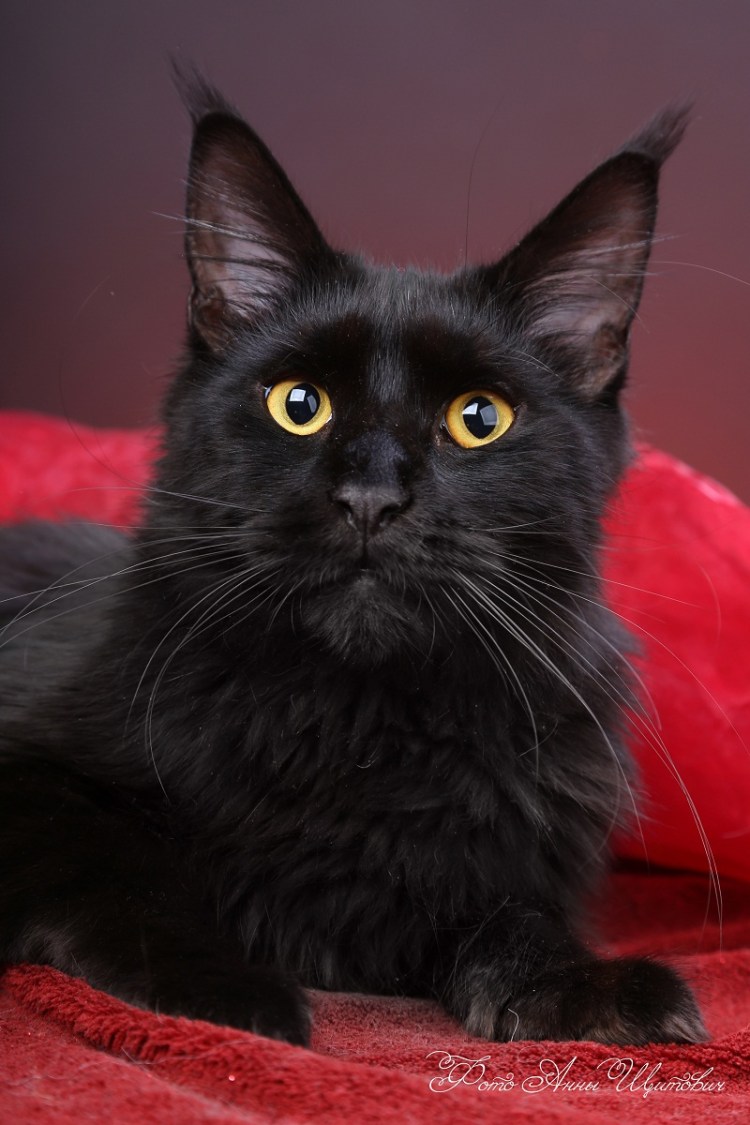 Британская короткошёрстная кошка черная