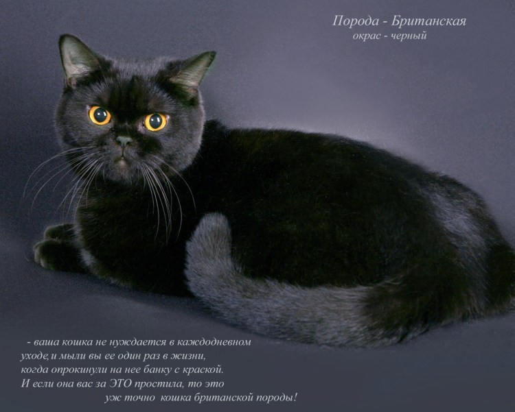 Кошка Химера Нарния