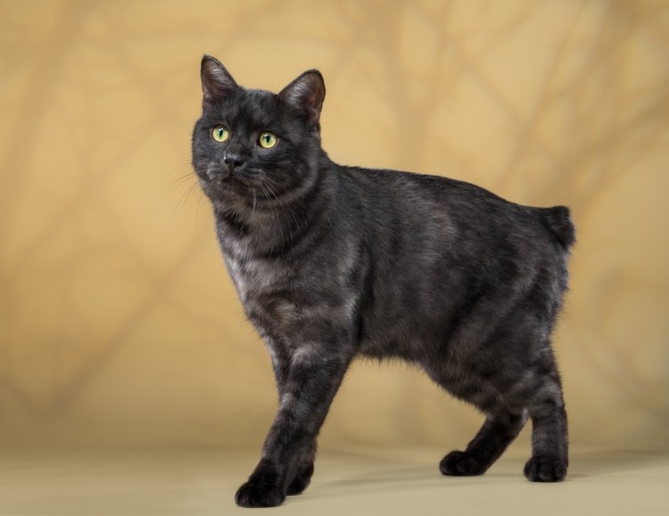 Бомбейская кошка длинношерстная