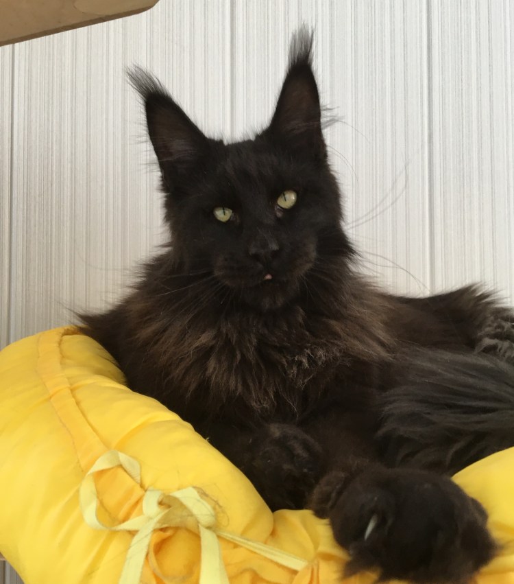 Чёрная кошка порода Бомбейская