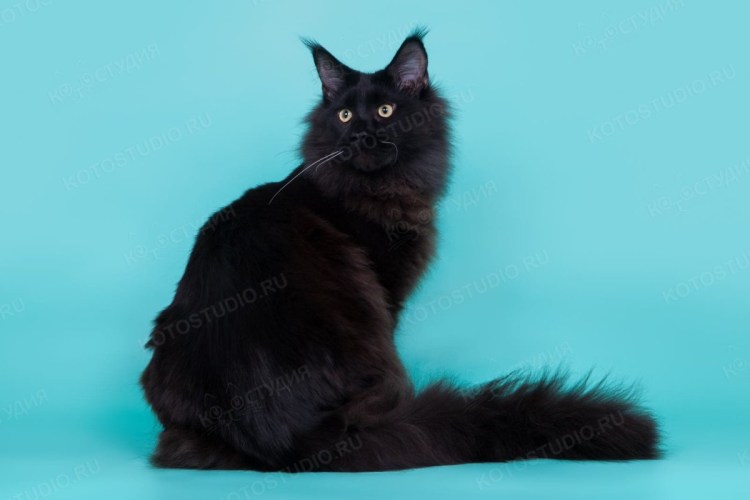 Кот Корат черный