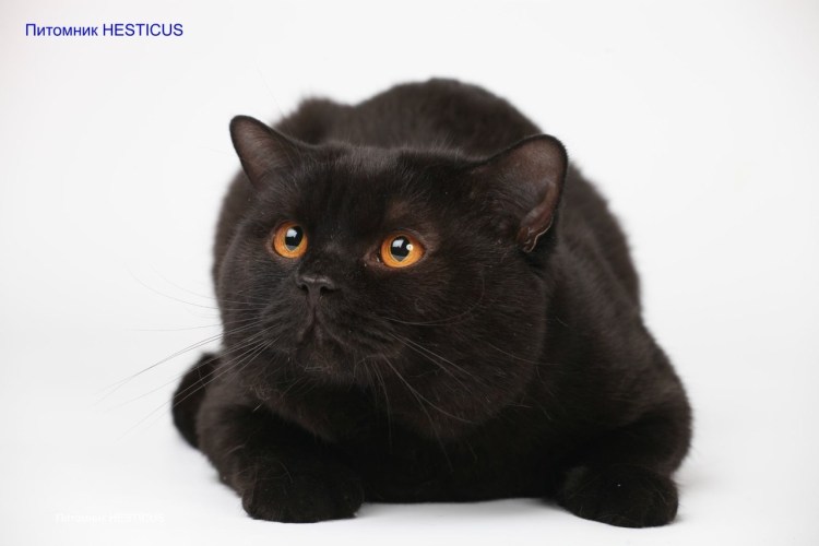 Чёрная кошка порода Бомбейская