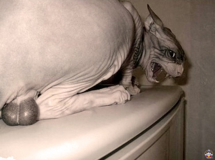 Сфинкс без глаз Джаспер