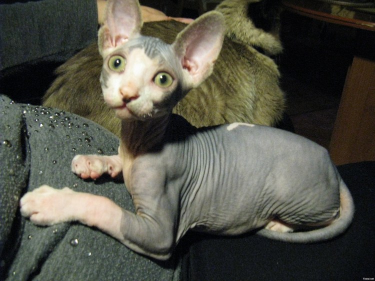 Спящий сфинкс