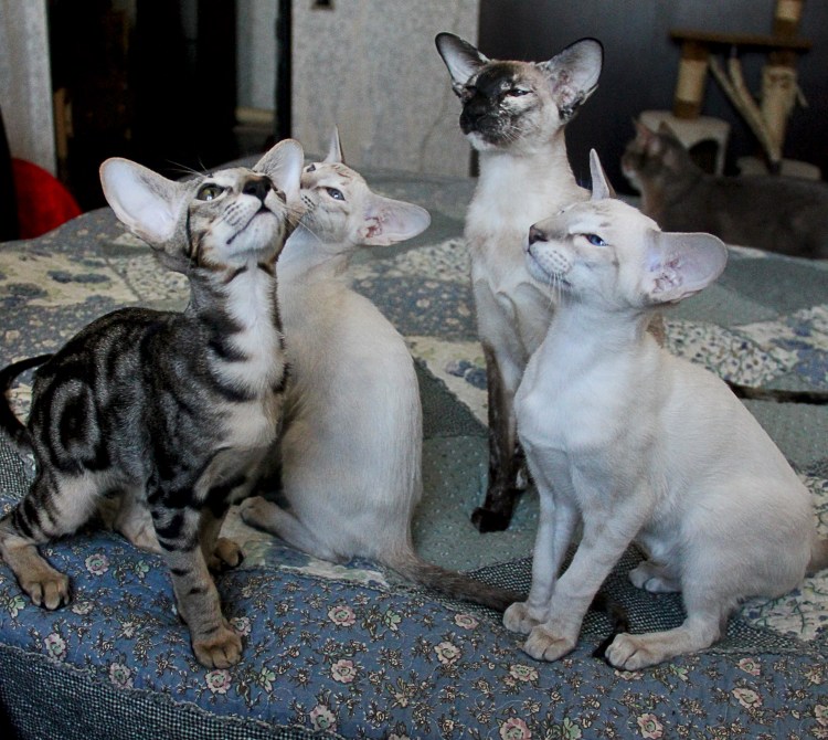 Сиамо-ориентальные кошки