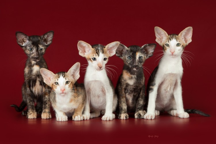 Кошка Ориентал котенок