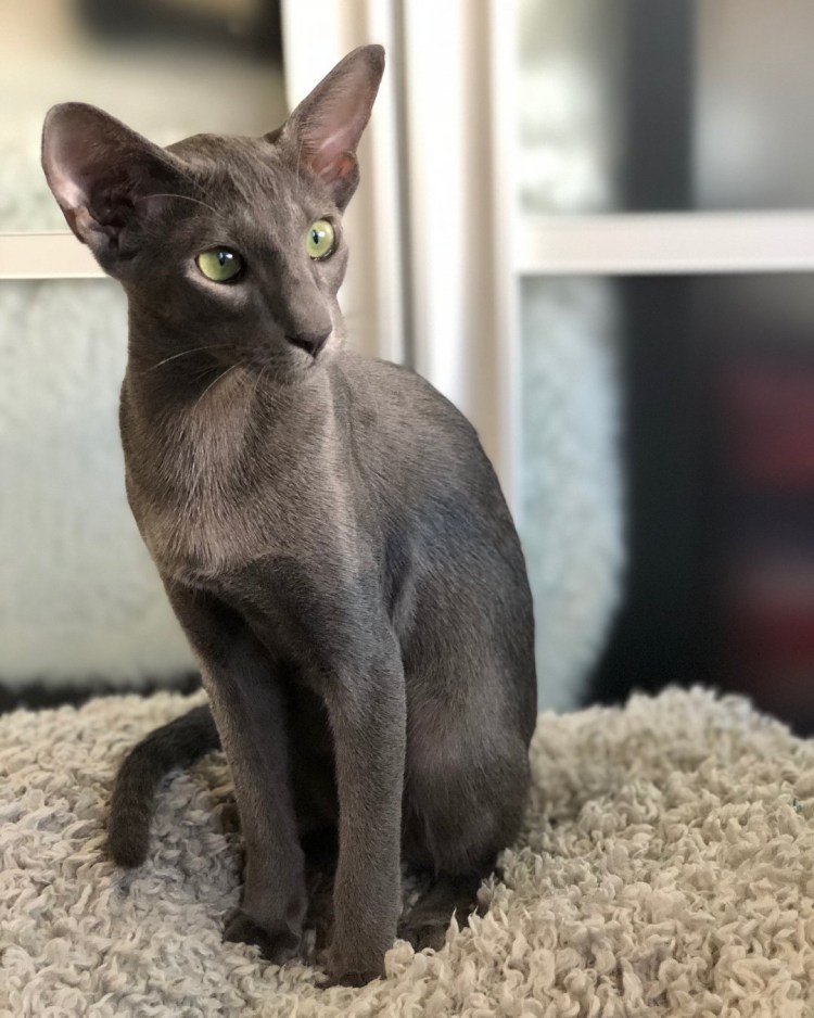 Ориентальный бобтейл