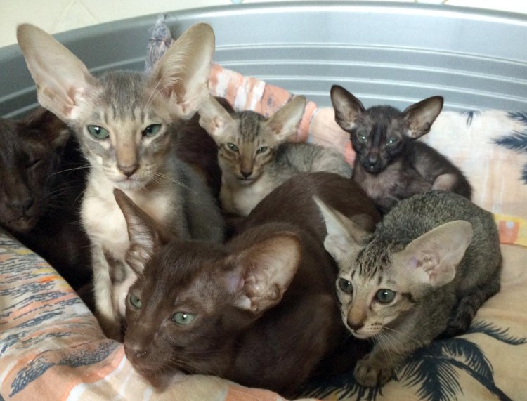 Ориентальная кошка маленький