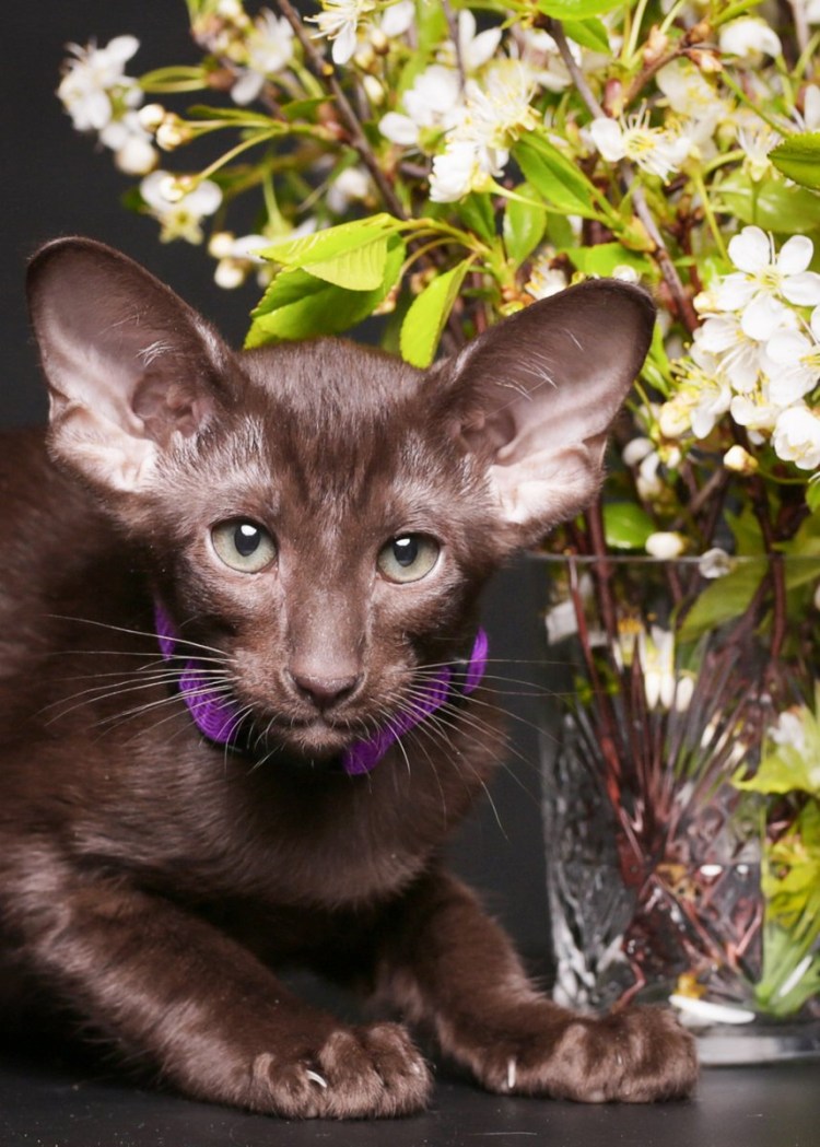 Египетская Ориентальная кошка