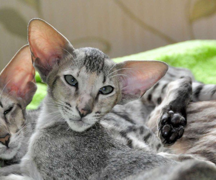 Ориентальная кошка