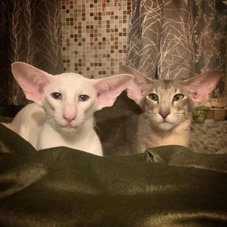 Ориентальная Гавана Браун