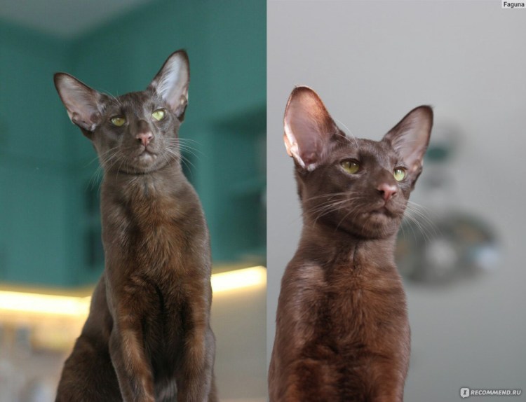 Ориентальный кот грузин