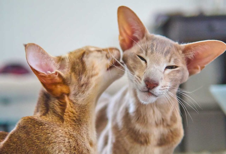 Ориентальная кошка