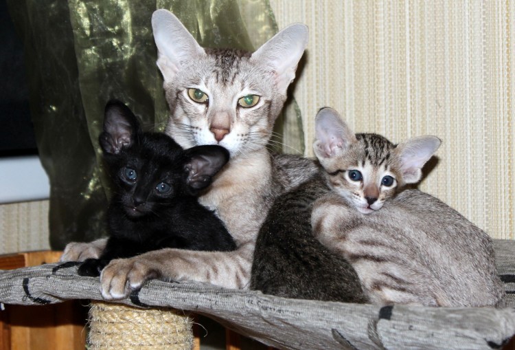 Ориентальная короткошерстная кошка