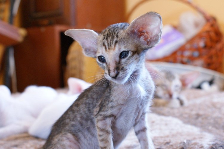 Ориентал вислоухий