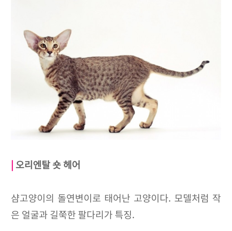 Ориентал кот серый