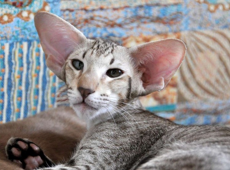 Короткошерстные ориенталы