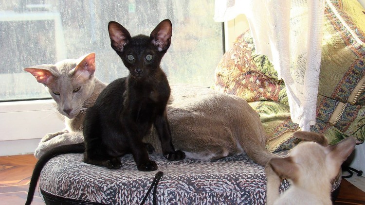 Ориентальные коты питание