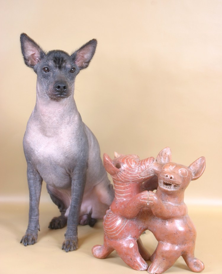 Ксоло собака