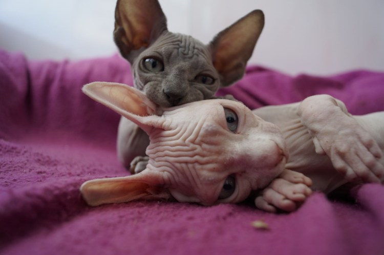 Морда канадского сфинкса