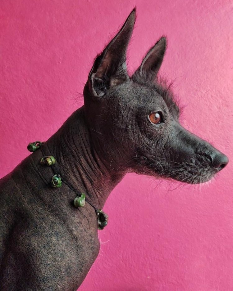 Мексиканская хохлатая собачка