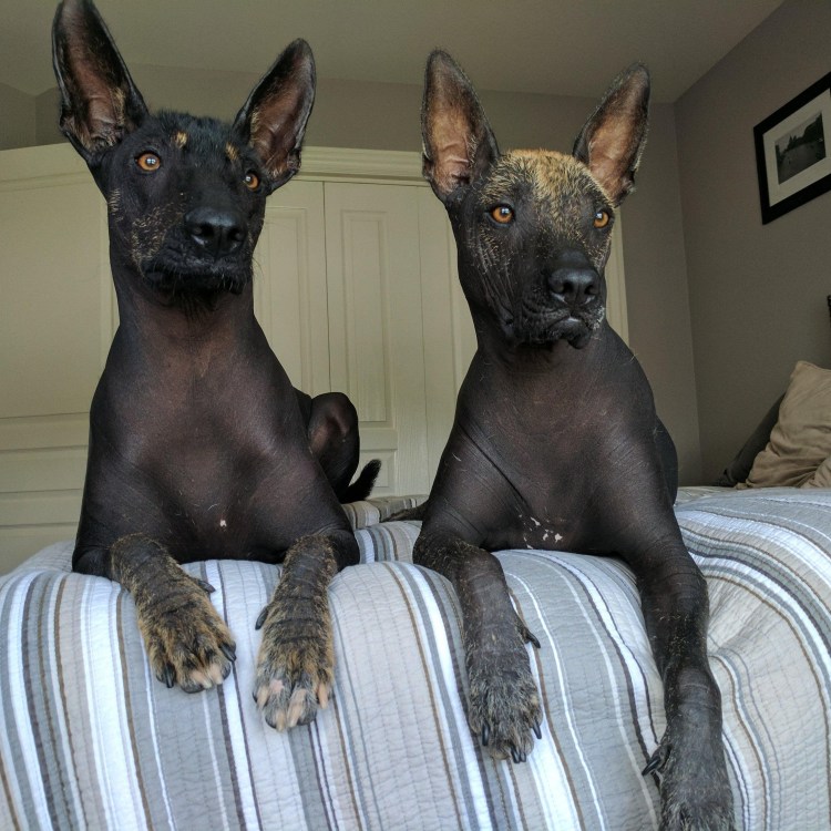 Собака сфинкс порода