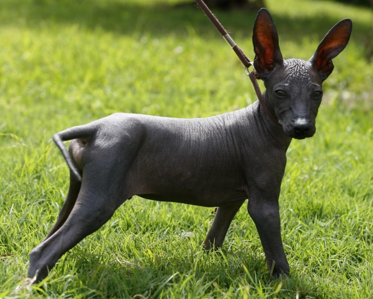 Ксолоитцкуинтли - Орхидея инков