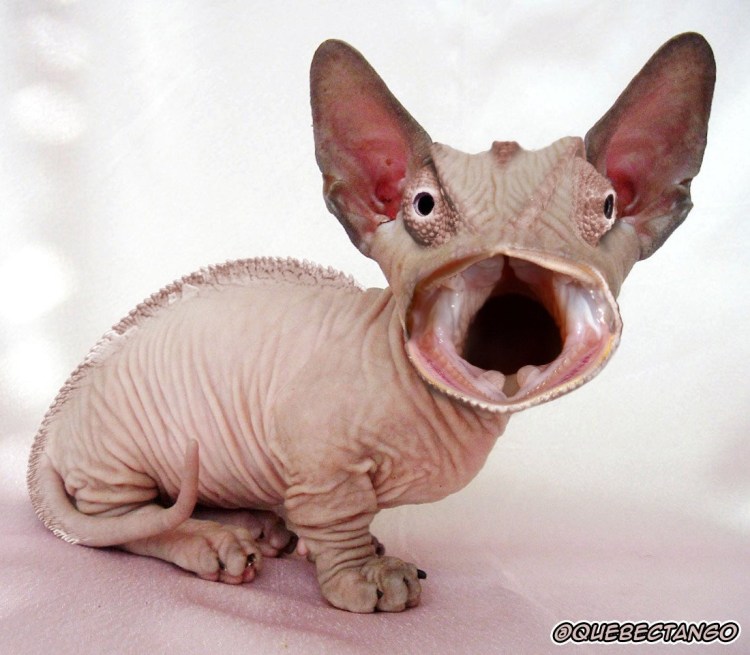 Ксоло Анубис