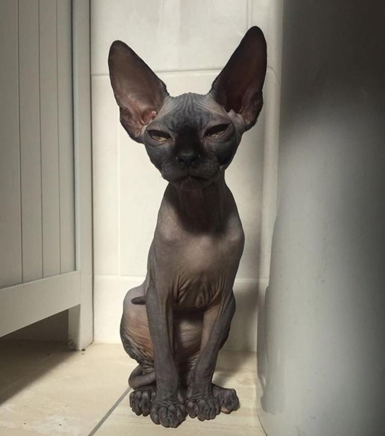 Перуанская хохлатая